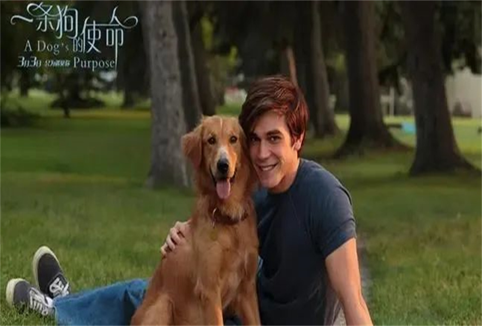 525心灵健康节——心灵影院《一条狗的使命》